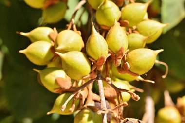 Fruits ripening on the branches of a Paulownia tomentosa tree in summer