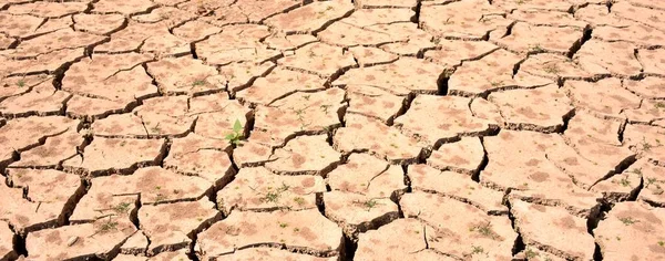 Cracked Ground Due Lack Water Drought — Fotografia de Stock