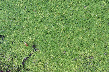 Detail of duckweed, Lemna minor, in a pond