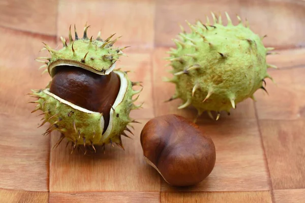 Detail Der Früchte Der Rosskastanie Aesculus Hippocastanum Ihren Verschiedenen Phasen — Stockfoto