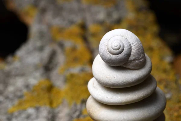 Witte Slak Schelp Een Stapel Stenen — Stockfoto