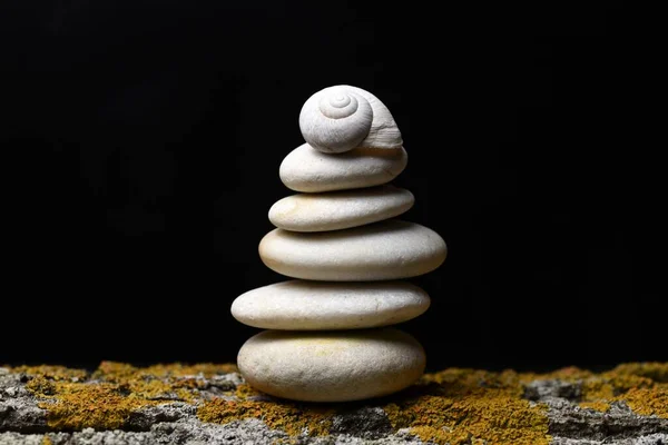 白色蜗牛壳在一堆石头上 — 图库照片