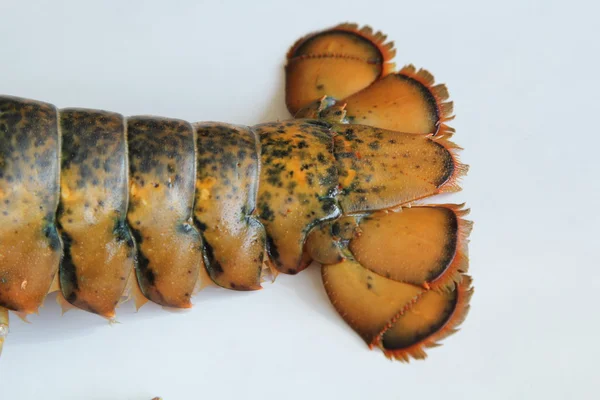 Lobster tail Royalty Free Stock Images