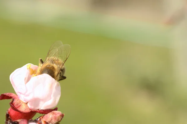 Honey Bee Collecting Nectar From an Apple Blossom — Stock Photo, Image
