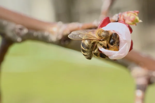 Honey Bee Collecting Nectar From an Apple Blossom — Stock Photo, Image