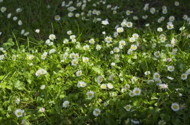 güneşli papatyalar