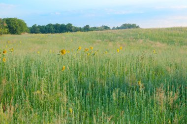yabani otlar ve ayçiçeği