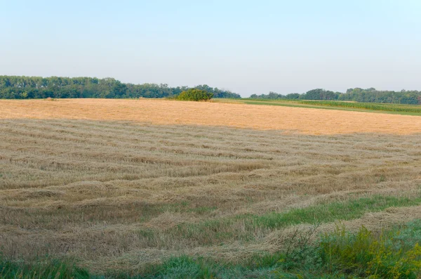 Land after Wheat Harvest — Stock Photo, Image