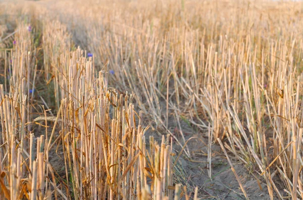 Wheat Stubble Close-up — Stock Photo, Image