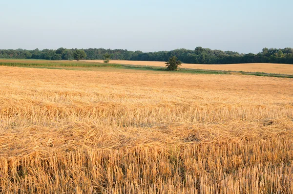 Wheat Stubble Landscape with Corn Field — Stock Photo, Image