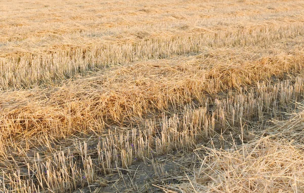 Tractor Tracks on Wheat Stubble — Stock Photo, Image