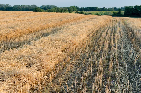 Wheat Stubble Landscape with Sunflower Field — Stock Photo, Image