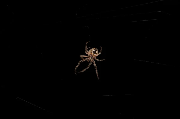 Orb Weaver Aranha à noite — Fotografia de Stock