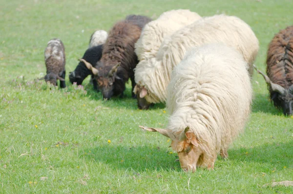 Hongaarse racka schapen leidt de begrazing — Stockfoto