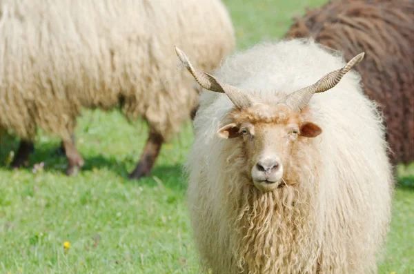 Racka угорських овець дивлячись — стокове фото