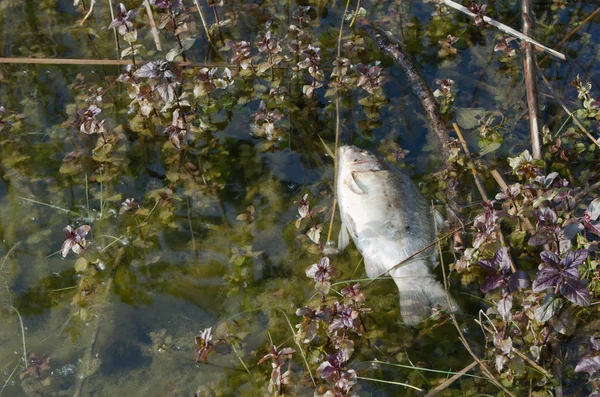 Tote Karpfen im Wasser — Stockfoto