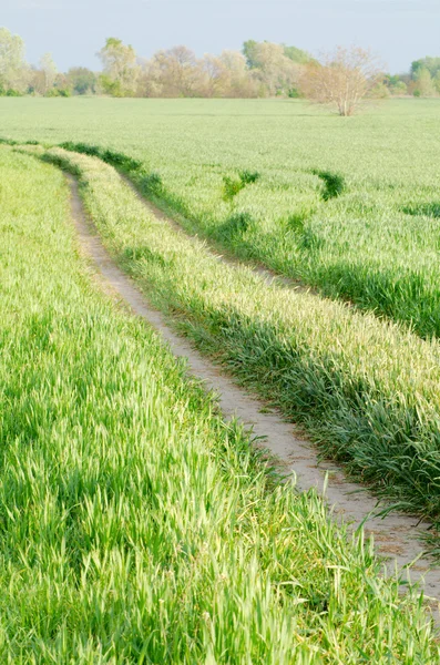 Dirt Road in the Wheat Field — Stock Photo, Image