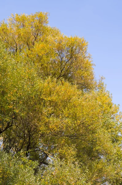 Żółte drzewa liści — Zdjęcie stockowe