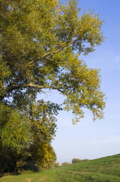 잔디와 큰 나무 — 스톡 사진