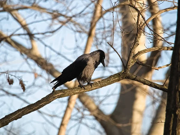 Corbeau Noir Assis Sur Branche — Photo