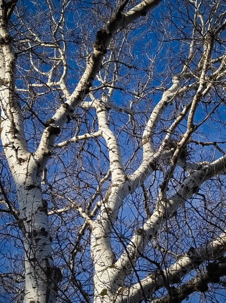 Baum Mit Weißer Rinde Ohne Blätter Nahaufnahme — Stockfoto