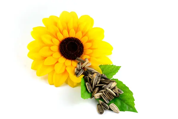 Sonnenblumenkerne isoliert — Stockfoto