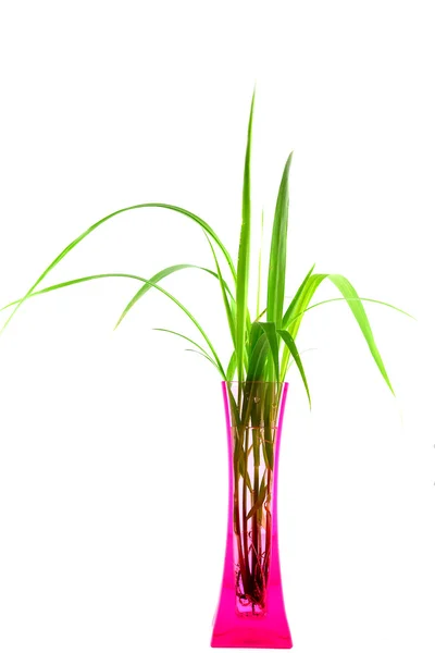 Ung grön växt i vas isolerade — Stockfoto