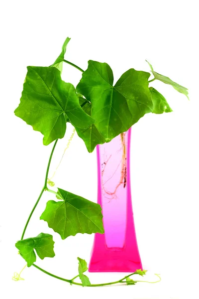 Giovane pianta verde in vaso isolato — Foto Stock