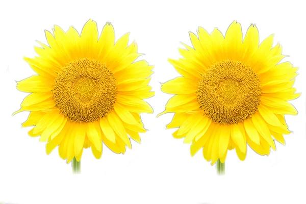 Sonnenblume. Nahaufnahme. isoliert — Stockfoto