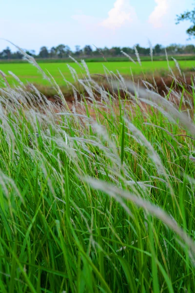 Field of grass farm — Stock Photo, Image