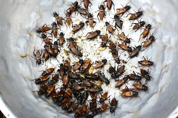 Críquete na bandeja — Fotografia de Stock