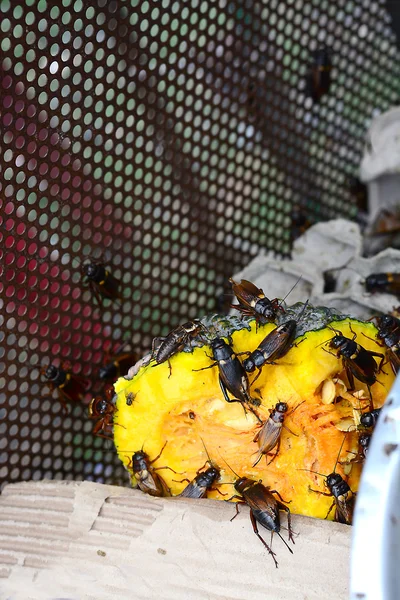 Grillo comiendo calabaza — Foto de Stock