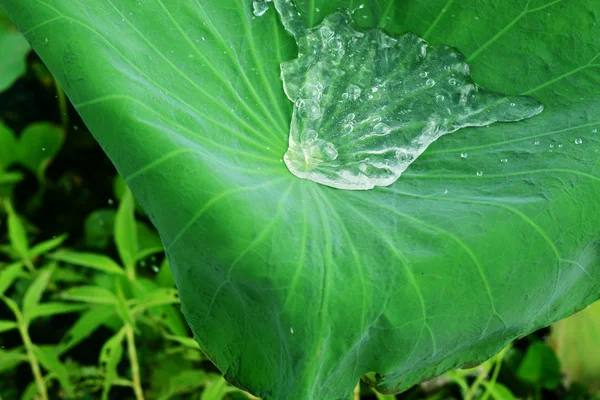 Vatten på ett lotusblad. — Stockfoto