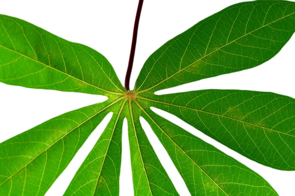Leaf idea isolated on white background — Stock Photo, Image