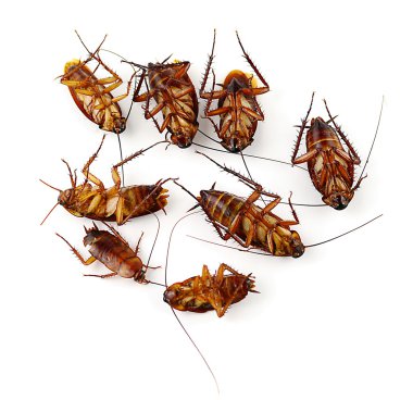 Ölü hamamböceği beyaz arkaplanda izole edildi