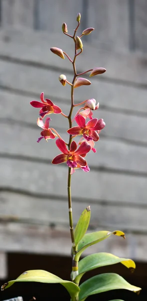 Orchidej květina. — Stock fotografie