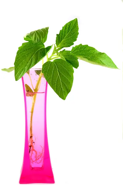 Giovane pianta verde in vaso isolato — Foto Stock