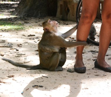 feeding a monkeys clipart