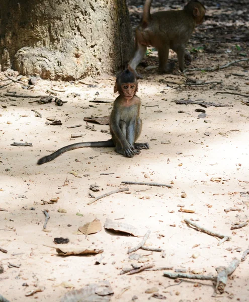 Alimentar um macaco — Fotografia de Stock