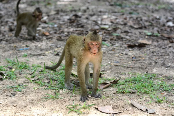 Memberi makan monyet — Stok Foto