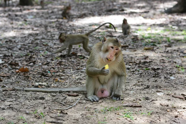 Nutrire una scimmia — Foto Stock