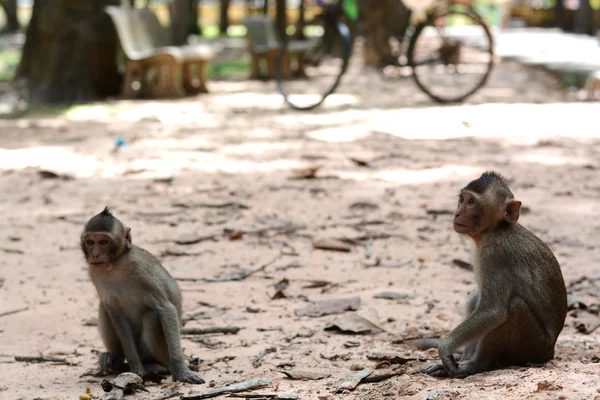 Memberi makan monyet — Stok Foto