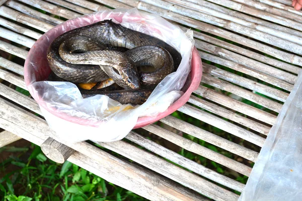 Venda de cobras de rato indochinesas ao lado do mercado de calçadas — Fotografia de Stock