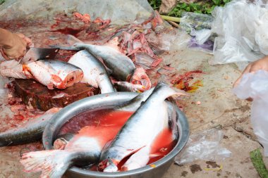 disseke pangasius balık