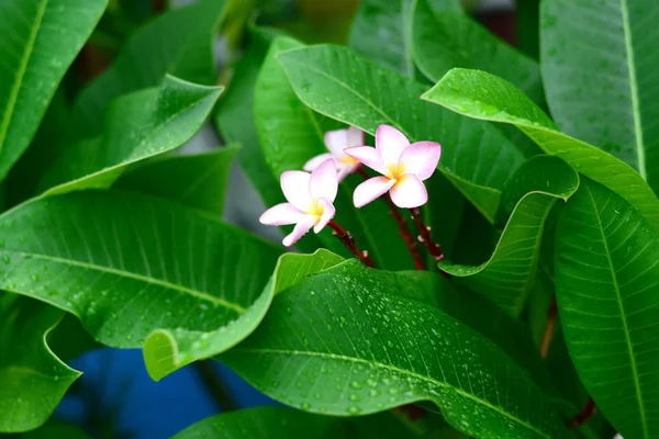 Hoja verde con agua — Foto de Stock