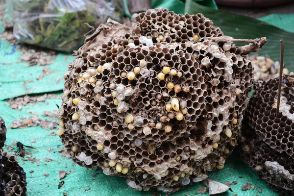 Larvae of Wasps nest — Stockfoto