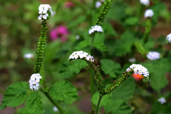 Masken blommor — Stockfoto