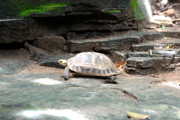 Tortugas de agua dulce . —  Fotos de Stock