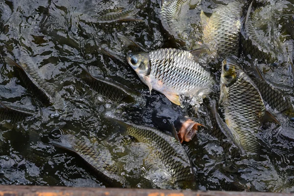 Feeding fish. — Stock Photo, Image