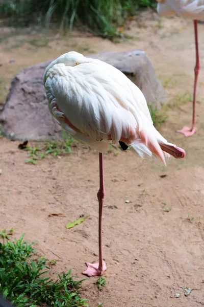 I fenicotteri dell'uccello dormono su un piede . — Foto Stock